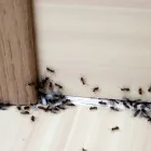 Business 2 image HILL CITY TERMITE REMOVAL EXPERTS Pest Control Services in Los Angeles CA