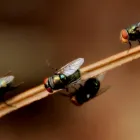 Business 5 image HILL CITY TERMITE REMOVAL EXPERTS Pest Control Services in Los Angeles CA