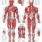 Business 2 image HILL COUNTRY BODYWORKS in Austin TX