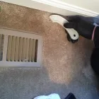 Business 10 image HIPPO CARPET CLEANING OF PERRY HALL Upholstery Cleaners in Nottingham MD