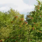Business 1 image HOME OF THE MASTERS GOLF TREE SERVICE Tree Service Equipment & Supplies in Augusta GA