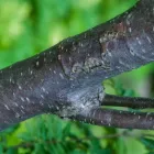 Business 3 image HOME OF THE MASTERS GOLF TREE SERVICE Tree Service Equipment & Supplies in Augusta GA