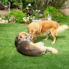 Business 1 image HOME SWEET HOME PET SITTING AND DOG WALKING Pet Sitting Exercising Services in Tucson AZ