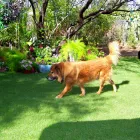 Business 4 image HOME SWEET HOME PET SITTING AND DOG WALKING Pet Sitting Exercising Services in Tucson AZ