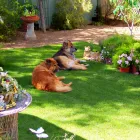 Business 2 image HOME SWEET HOME PET SITTING AND DOG WALKING Pet Sitting Exercising Services in Tucson AZ