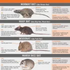 Business 1 image HONEST RODENT PROOFING Rodent Exclusions in Walnut Creek CA