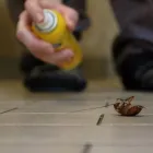 Business 1 image HORSE CAPITAL TERMITE REMOVAL EXPERTS Pest Control Services in Lexington KY