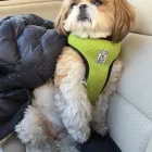 Business 1 image HOUND LOUNGE Pet Boarding in Walnut Creek CA