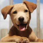Business 3 image HOUND LOUNGE Pet Boarding in Walnut Creek CA