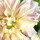 Business 4 image HOUSE OF FLOWERS Florists in Lincoln NE