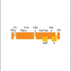 Business 1 image HOUSTON GENE THERAPEUTICS Genetic Testing in Houston TX