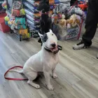 Business 1 image I TRAIN DOGS Dog Trainers in Las Vegas NV