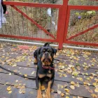 Business 2 image I TRAIN DOGS Dog Trainers in Las Vegas NV