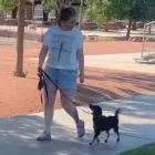 Business 3 image I TRAIN DOGS Dog Trainers in Las Vegas NV