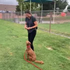 Business 4 image I TRAIN DOGS Dog Trainers in Las Vegas NV