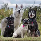 Business 1 image IMAGINE IF PHOTOGRAPHY Pet Stores & Supplies in The Village OK