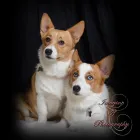 Business 3 image IMAGINE IF PHOTOGRAPHY Pet Stores & Supplies in The Village OK