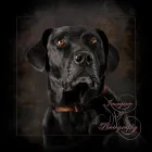 Business 5 image IMAGINE IF PHOTOGRAPHY Pet Stores & Supplies in The Village OK