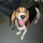 Business 2 image IMPAWSIBLE PUPS Dog Day Care in Richmond VA