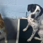 Business 3 image IMPAWSIBLE PUPS Dog Day Care in Richmond VA