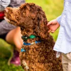 Business 2 image INDIANA DOG FENCE Pet Services in Indianapolis IN