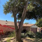 Business 4 image IRVING TREE SERVICE Arborist in Irving TX