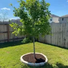 Business 19 image JDJ LANDSCAPING Turf & Lawn Suppliers in San Antonio TX