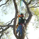 Business 4 image JE LANDSCAPING COMPANY Tree Service in San Diego CA