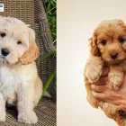 Business 1 image JENNA DOODLE YARD Sell Puppies in Miami FL