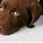 Business 4 image K & L CHEM-DRY Cleaning Services in Tucson AZ