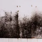 Business 3 image KANSAS CITY MOLD SOLUTIONS Water Restoration Damage in Kansas City KS