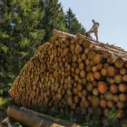 Business 3 image KANSAS CITY TREE SERVICE PROS Tree Service in Kansas City North MO