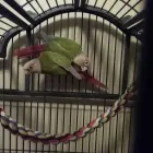 Business 1 image KC BIRD WHISPERER INTERNATIONAL Business Internet Service in Kansas City MO