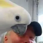 Business 3 image KC BIRD WHISPERER INTERNATIONAL Business Internet Service in Kansas City MO