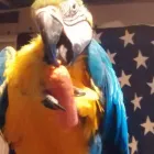 Business 4 image KC BIRD WHISPERER INTERNATIONAL Business Internet Service in Kansas City MO