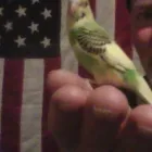 Business 5 image KC BIRD WHISPERER INTERNATIONAL Business Internet Service in Kansas City MO