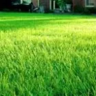 Business 1 image KEVIN'S CUTTING CREW Lawn Maintenance in Las Vegas NV