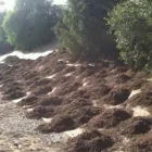 Business 3 image LAAN’S TREE CARE Landscaping in Ramona CA