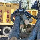 Business 1 image LANGER'S TREE SERVICE Stump Removal Service in Vadnais Heights MN