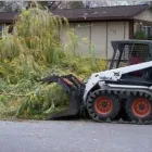 Business 2 image LANGER'S TREE SERVICE Stump Removal Service in Vadnais Heights MN