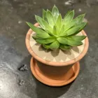 Business 5 image LEAF Florists in Akron OH