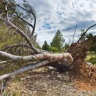 Business 1 image LEXINGTON TREE CUTTING & TRIMMING SERVICES Tree Service in Lexington KY