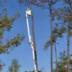 Business 2 image LEXINGTON TREE CUTTING & TRIMMING SERVICES Tree Service in Lexington KY