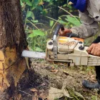 Business 3 image LEXINGTON TREE CUTTING & TRIMMING SERVICES Tree Service in Lexington KY