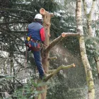 Business 8 image LEXINGTON TREE CUTTING & TRIMMING SERVICES Tree Service in Lexington KY