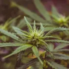 Business 1 image LIFE STYLE DISPENSARY Cannabis Flower in Broken Arrow OK