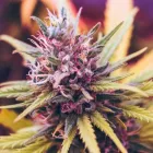 Business 2 image LIFE STYLE DISPENSARY Cannabis Flower in Broken Arrow OK