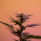 Business 9 image LIFE STYLE DISPENSARY Cannabis Flower in Broken Arrow OK