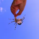 Business 2 image LIMETEK PEST CONTROL Wasp Control in Indianapolis IN