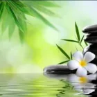 Business 2 image LINDA SPA Massage Therapists in Seattle WA